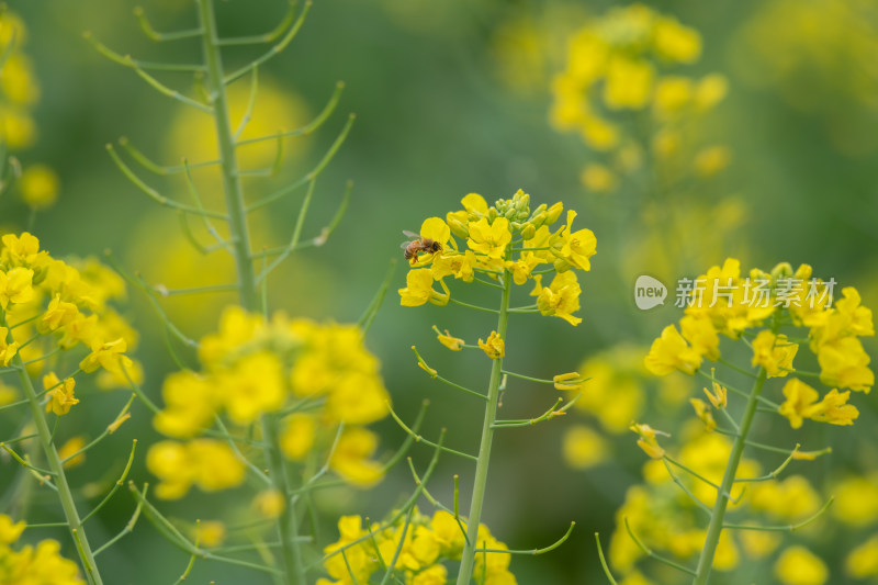 春天油菜花盛开