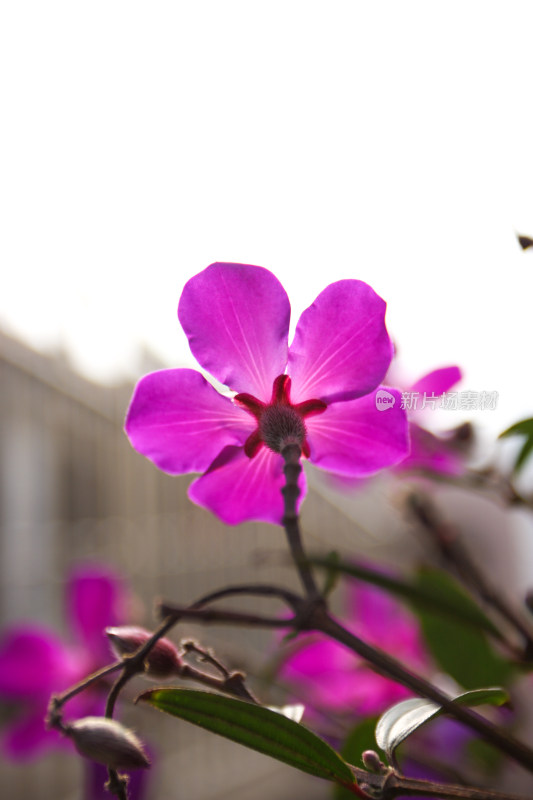 紫花野牡丹