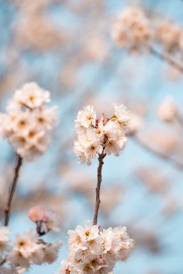 春季盛开的樱花