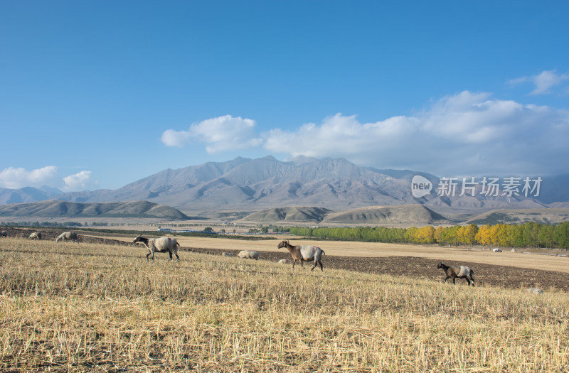中国青海祁连山高原牧场秋天的羊群