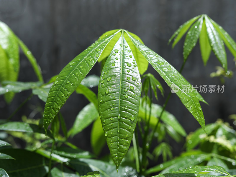 春天绿色的树叶叶子和上面的雨滴水滴露水