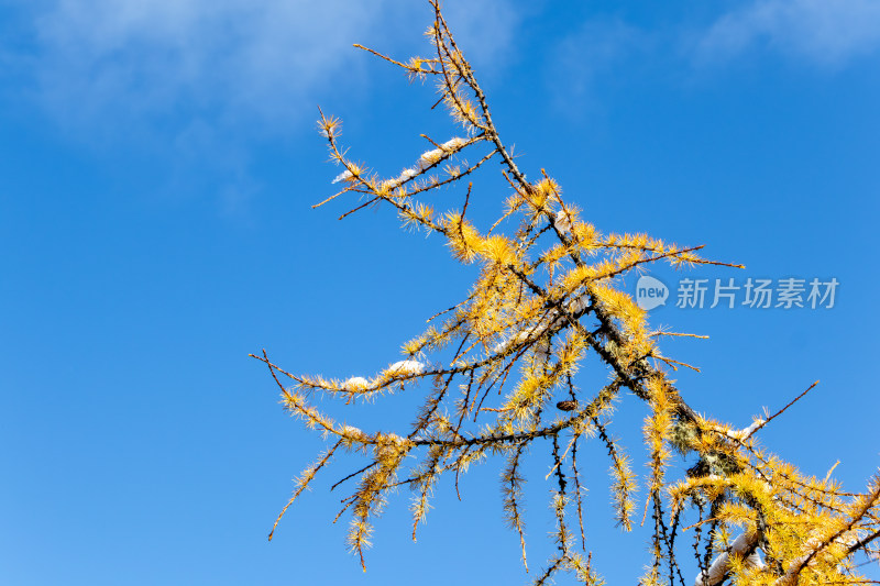 初冬雪景下的金黄落叶松红杉树