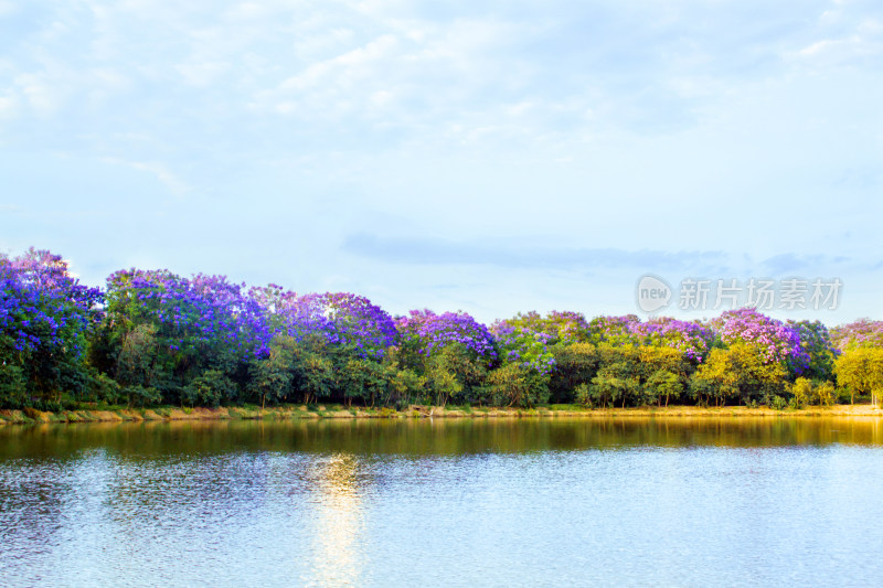 蓝花楹湖泊天空花朵春天植物风景自然户外