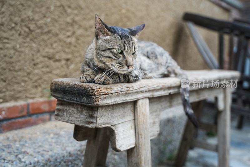 短毛猫趴在老旧的木椅上
