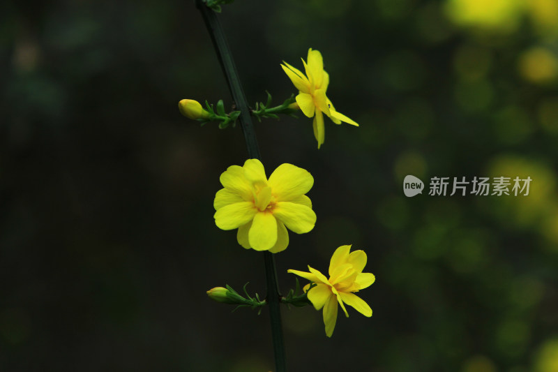 春天的迎春花，小黄花，黄色小花