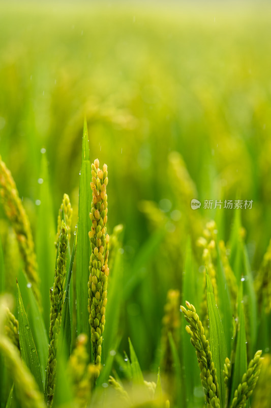 雨后的绿色良种有机水稻特写