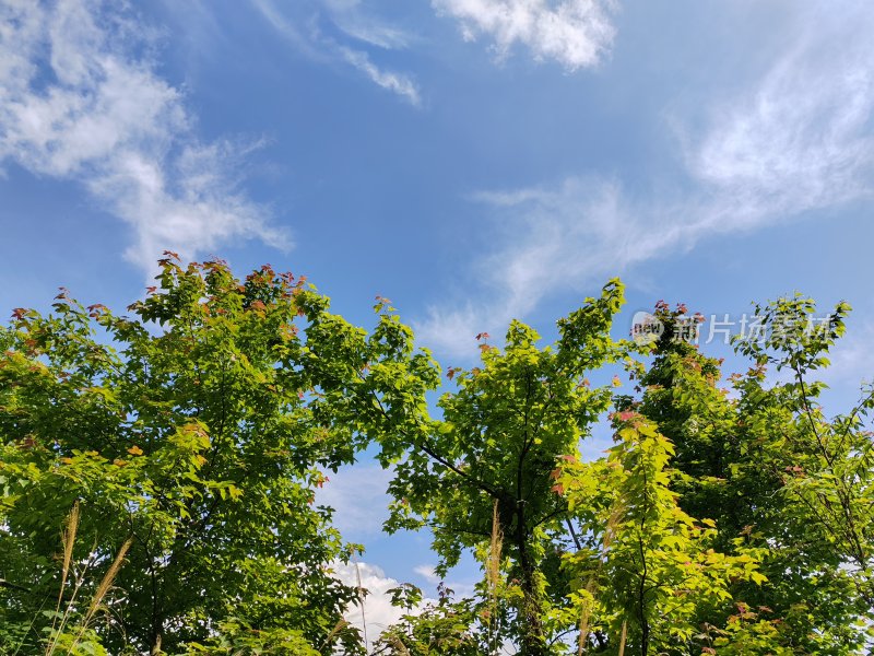 初夏树叶与蓝天