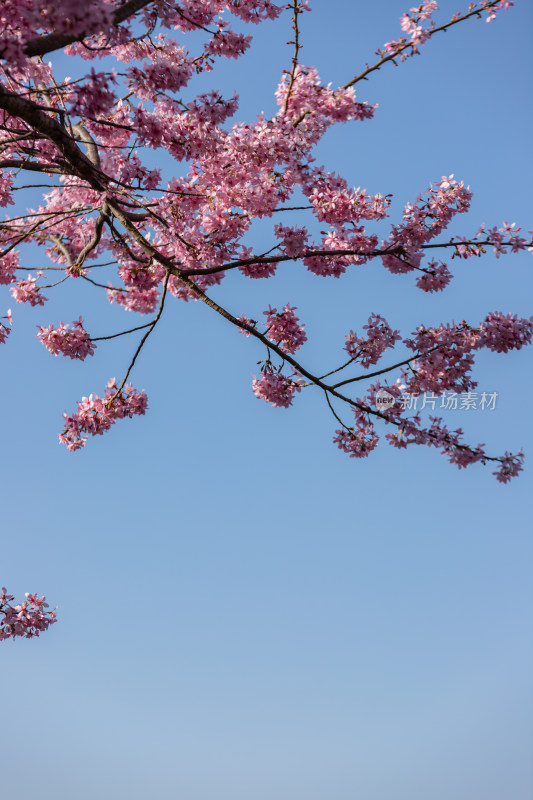 樱花盛开