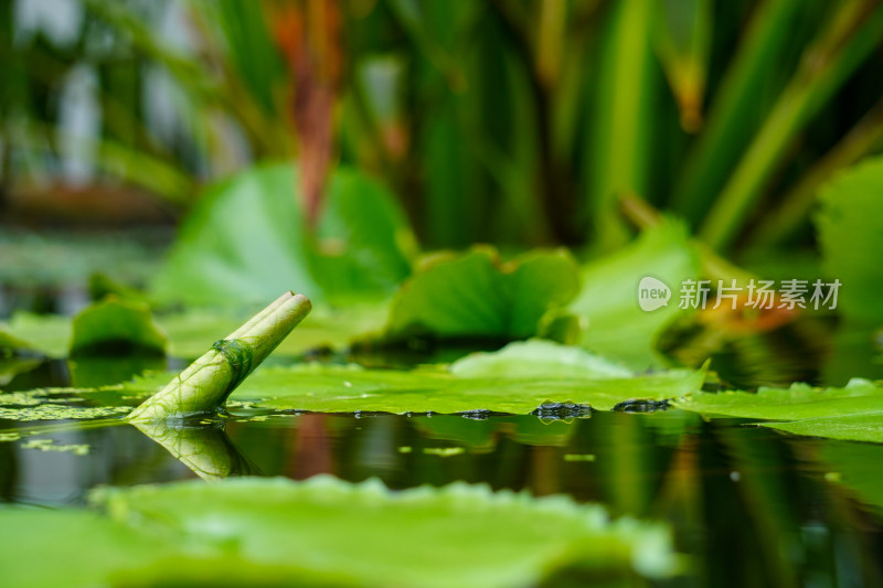 水面上的水生植物莲花水葫芦浮萍实拍