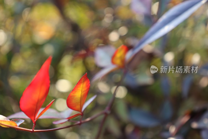 特写红色植物叶片