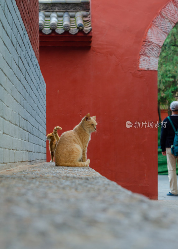 河南洛阳白马寺的两只可爱的猫