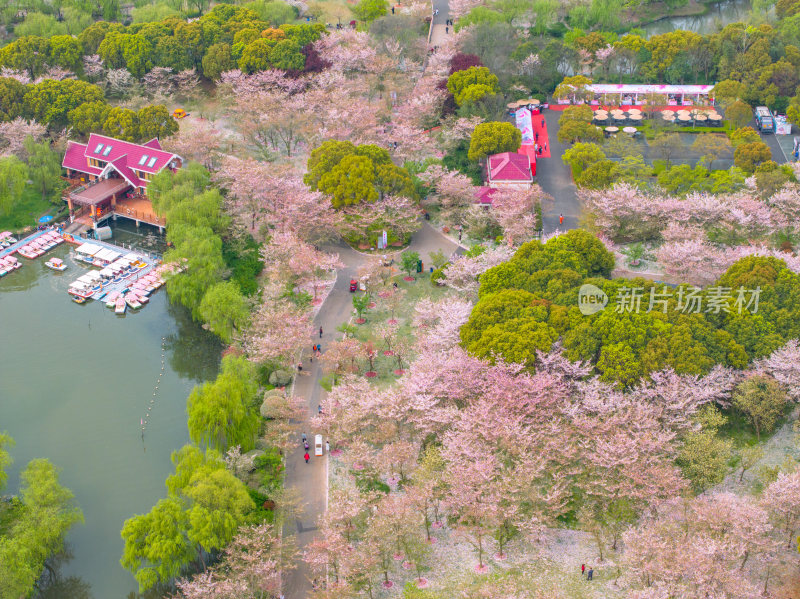 航拍上海宝山顾村公园樱花季樱花