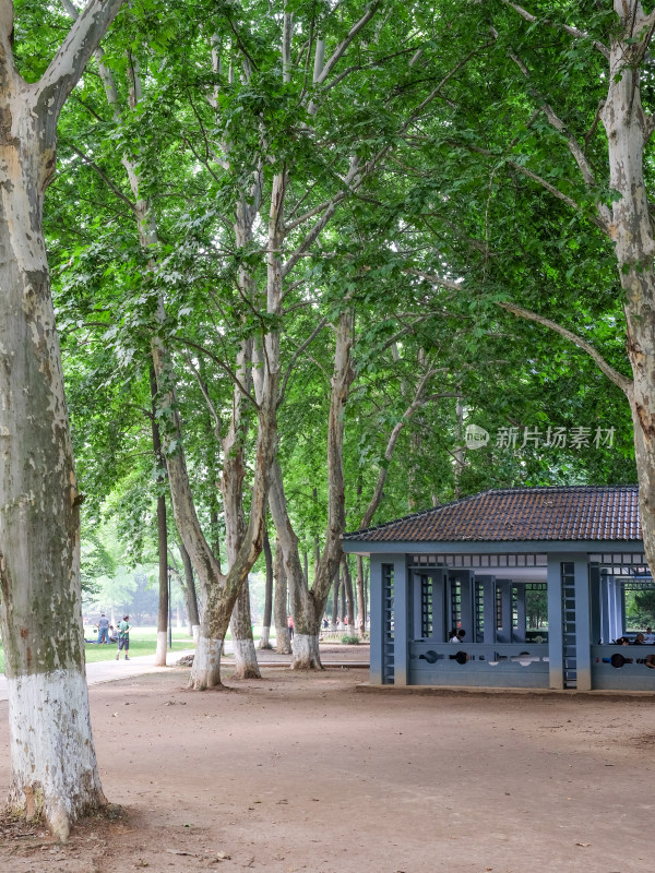 绿树环绕下的蓝色小屋静谧美好