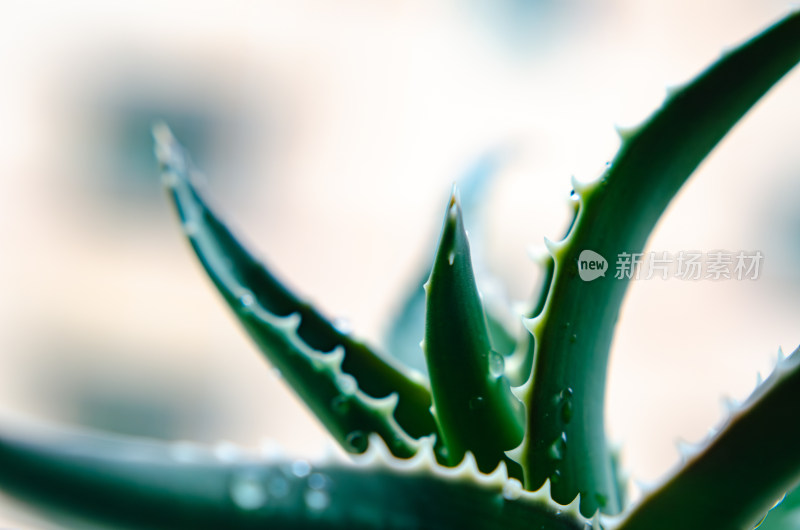 芦荟植物微距特写