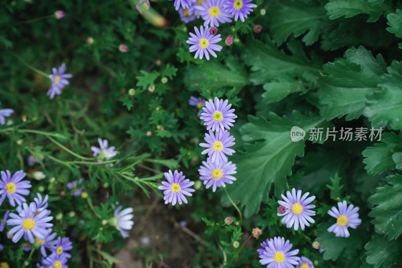 紫花开花植物马兰