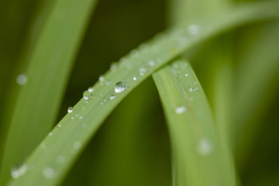 绿植叶子雨水露水露珠微距特写