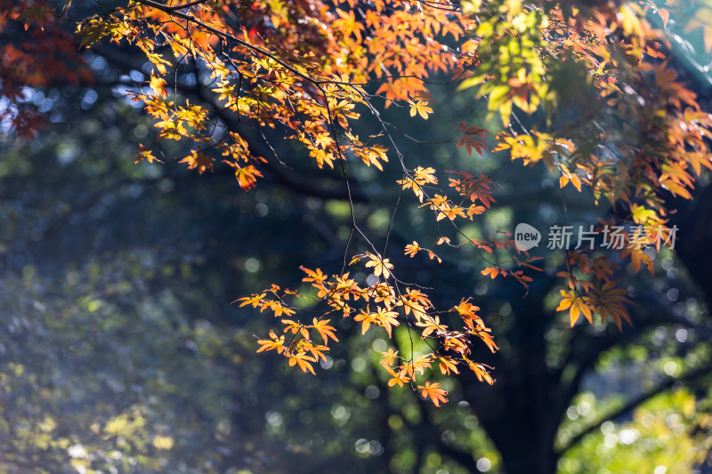 太子湾公园红枫