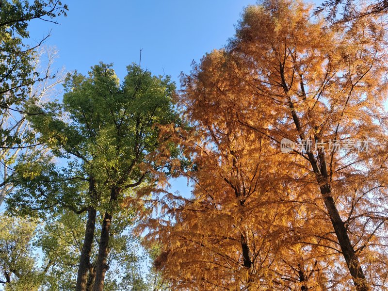 蓝天下色彩分明的绿树与黄叶树景象