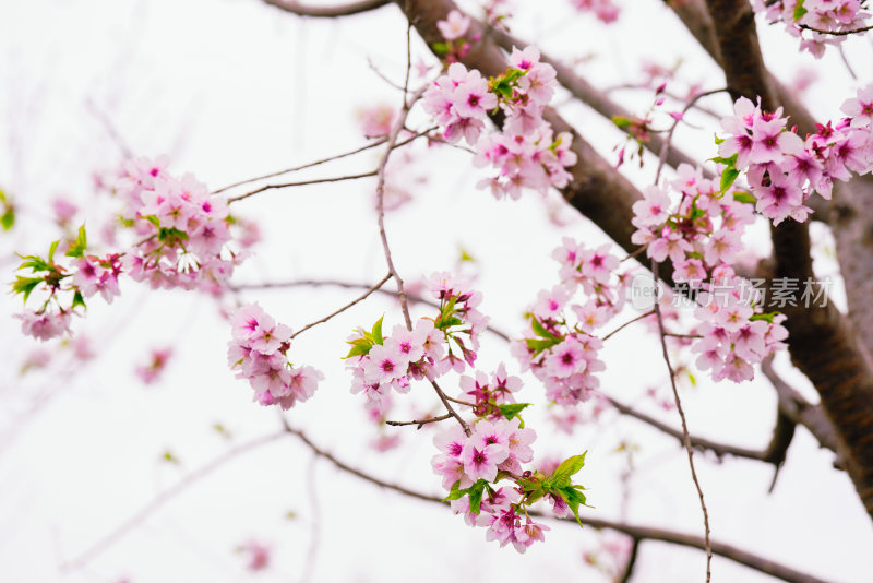 春日樱花季