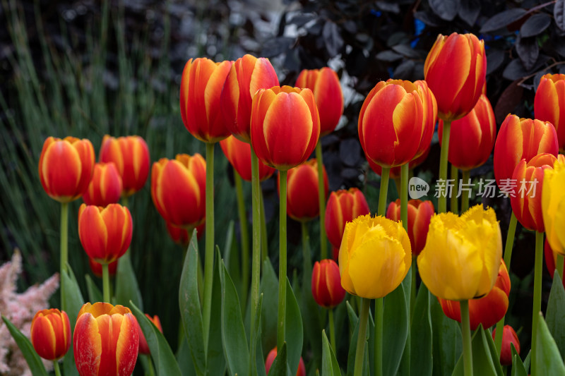 郁金香花