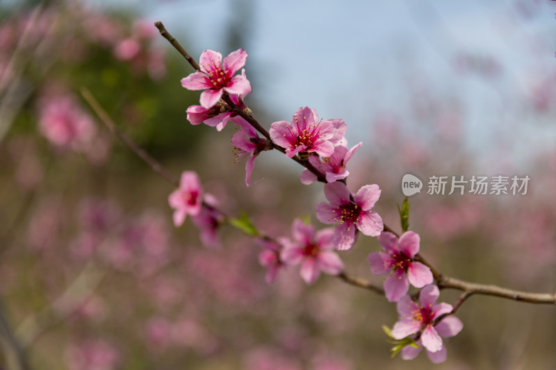 桃树种植花卉桃花素材