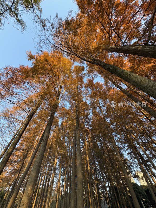 宁波月湖公园湖畔落羽杉林