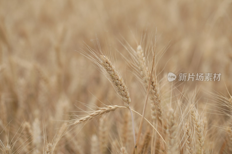 麦田麦子地成熟的小麦