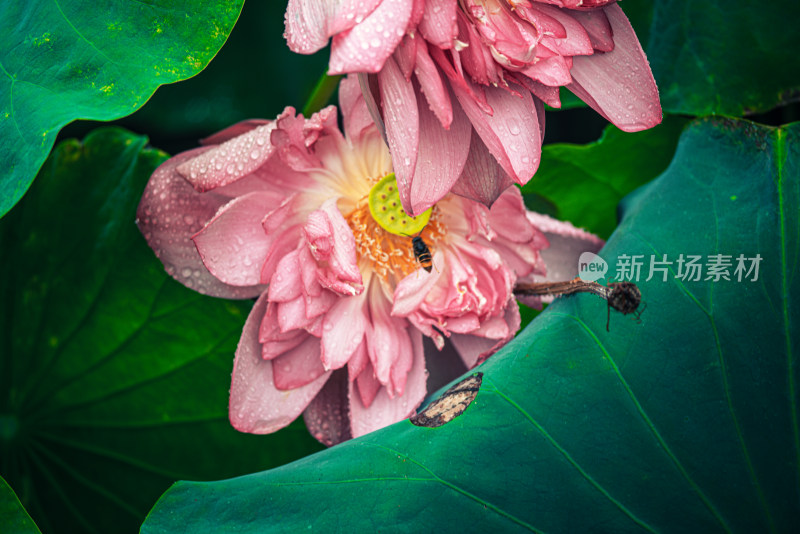 夏天雨后的荷花挂满水珠