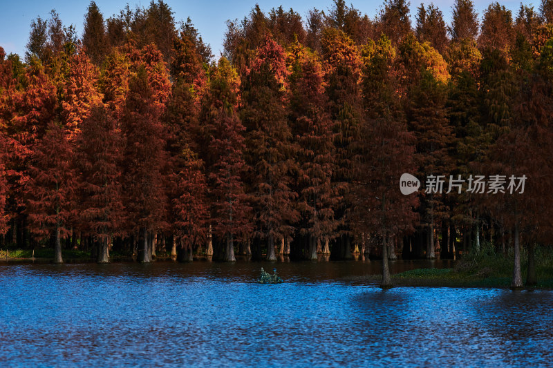 秋天的湿地公园