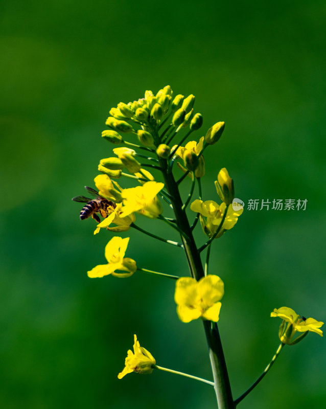 上海广富林遗址郊野公园春天