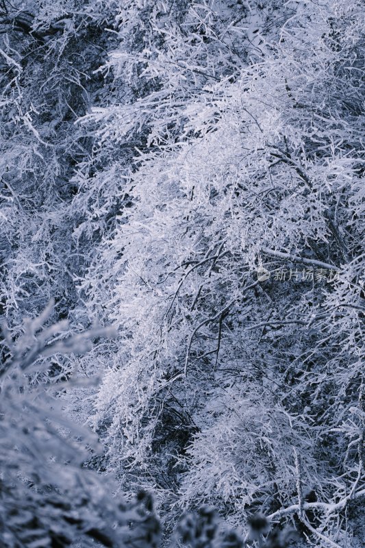 峨眉山雪松