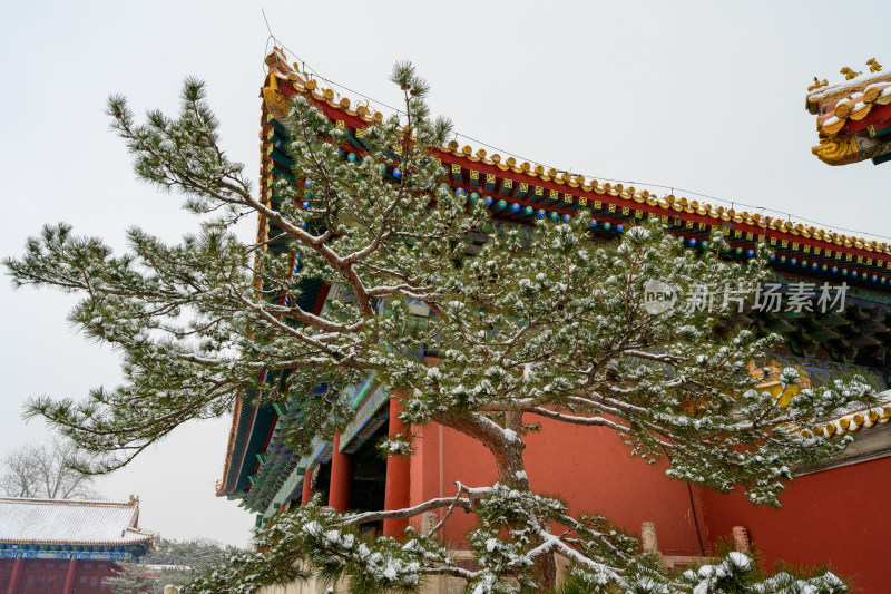 冬日雪景局部特写