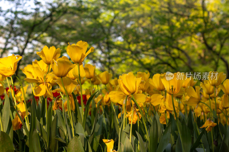 杭州太子湾多彩郁金香花海景观