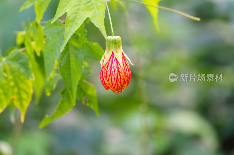 植物上生长的红色花蕾金铃花