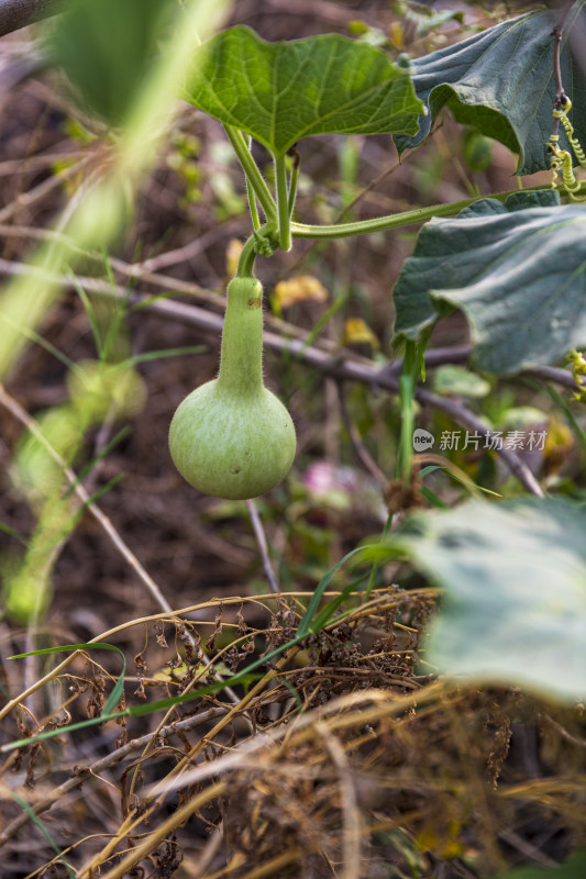 蔬菜园花花草草