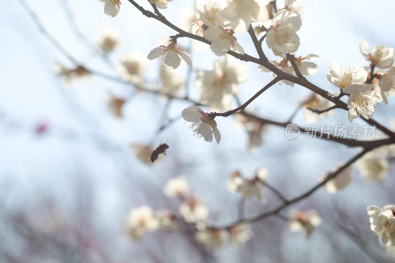 梅花 春梅绽放