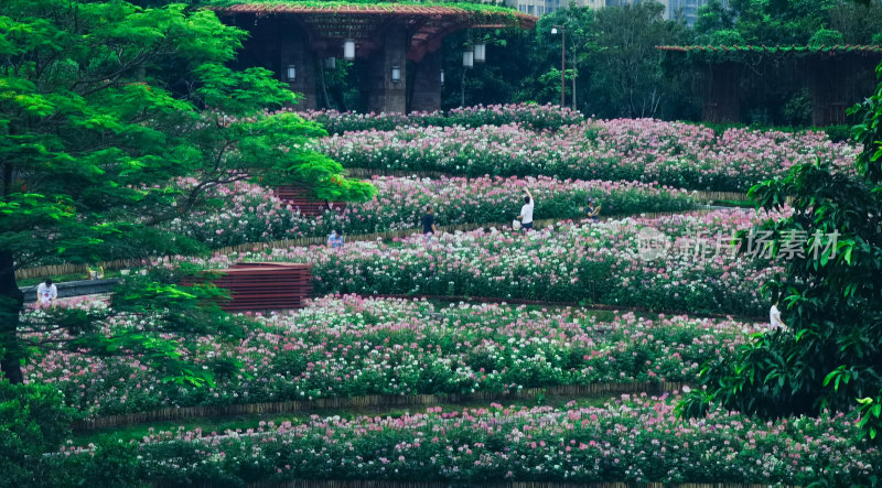 佛山市千灯湖公园醉蝶花花海