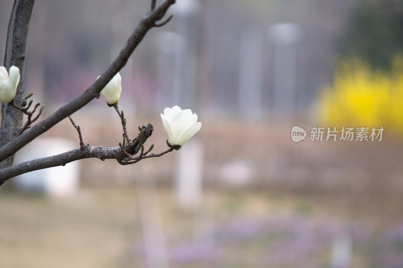 开花的白玉兰特写