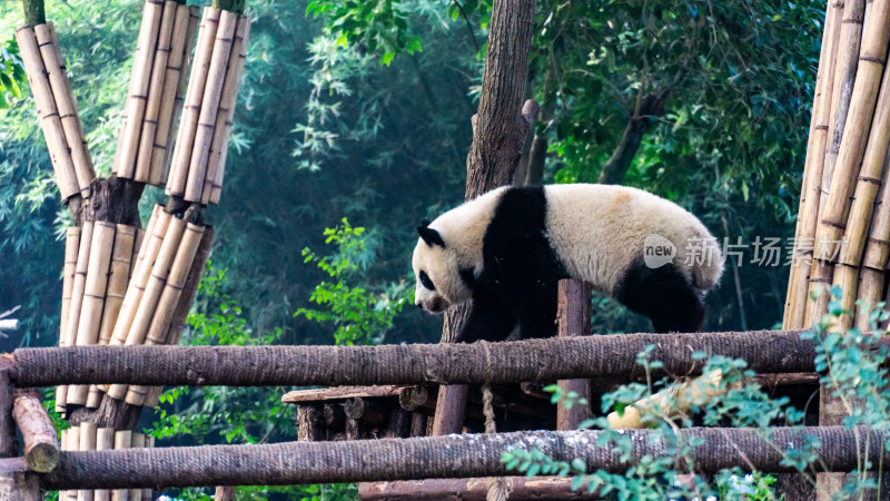 四川成都大熊猫繁育研究基地里的熊猫