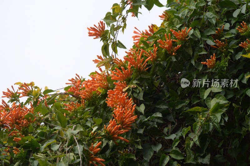 广东东莞：炮仗花正值花期