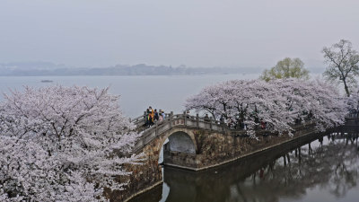 无锡鼋头渚樱花谷航拍