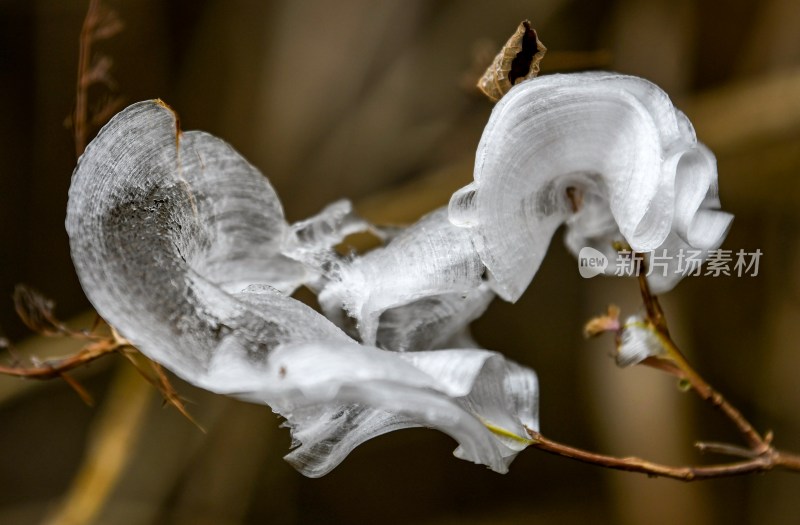 重庆酉阳：冻雨.冰花.鸟