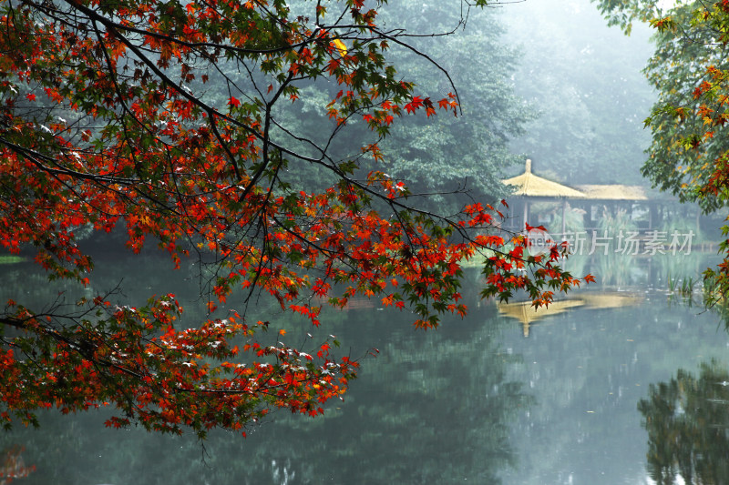 杭州太子湾公园秋天下雨流水石头红叶