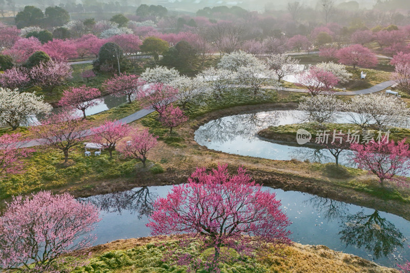 花开海上梅花节