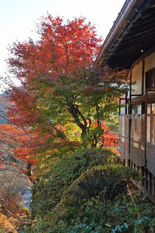 日本箱根，三河屋温泉旅馆，秋天景色