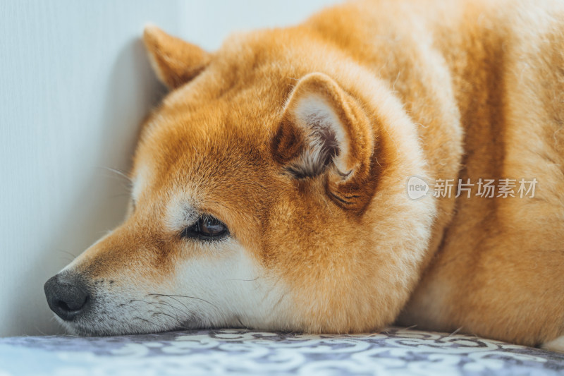 日本柴犬小狗可爱特写