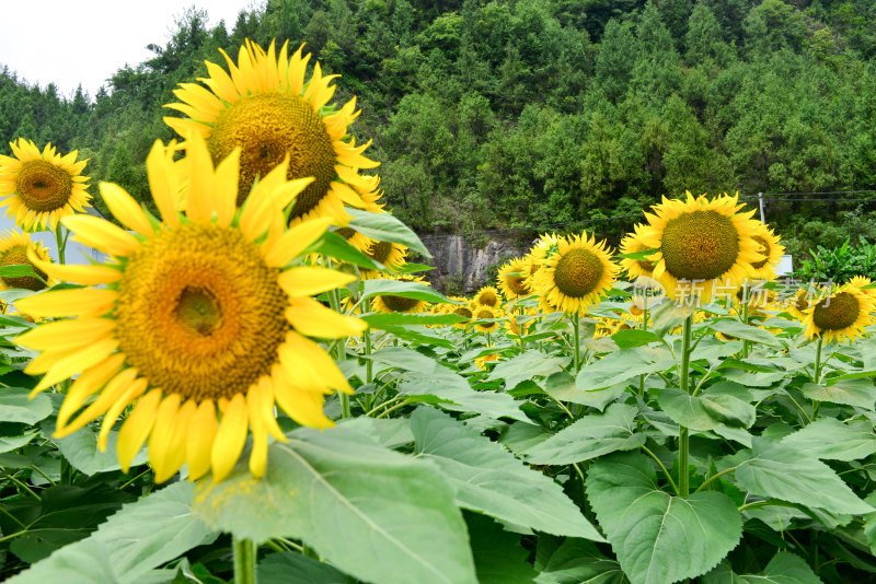 美丽田野田园太阳花葵花花朵向日葵