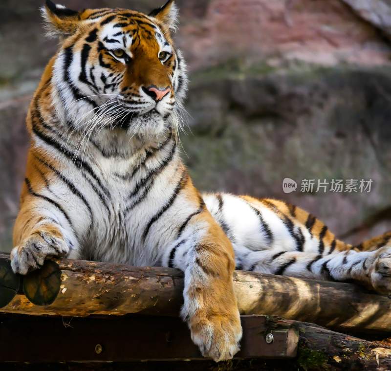 野生动物老虎食肉动物狩猎者