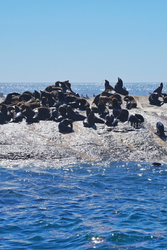 南非博尔德斯海滩Boulders Beach，非洲企鹅