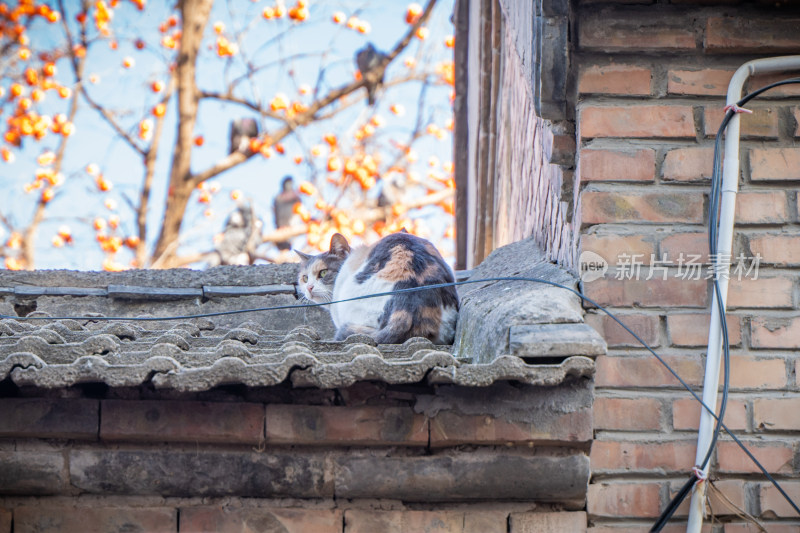 农村屋檐上的猫